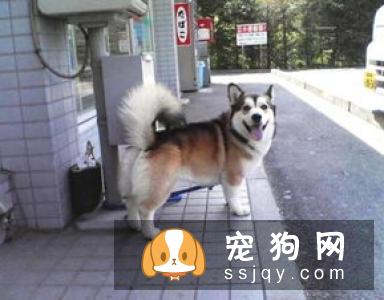 瑞典柯基犬有3个品种! 看看柯基的“小秘密”
