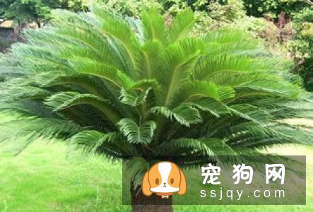 金钱木的形态特点及栽培方法|习性|图片