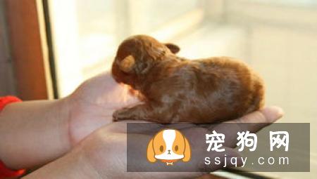 狗狗肘关节脱位怎么办