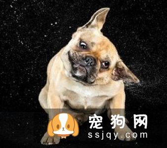 狗狗突然抽搐发抖,很多狗主都会惊慌失措