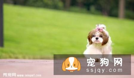 2017西施犬多少钱，2017西施犬报价