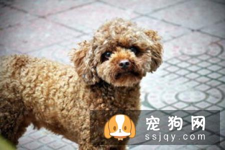 幼犬抵抗力非常弱,洗澡很容易引起呼吸道感染