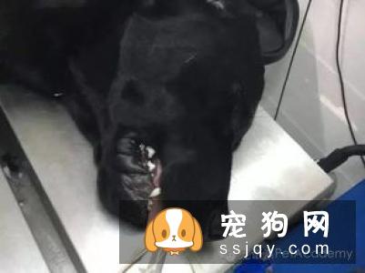 你会因为有麻醉风险而不给宠物做绝育手术吗？
