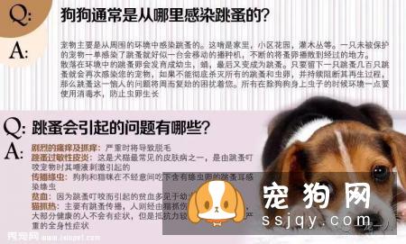 养狗误区：狗狗如果不出门就可以不用驱虫