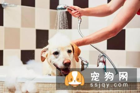 狗狗养护护理知识——洗澡篇