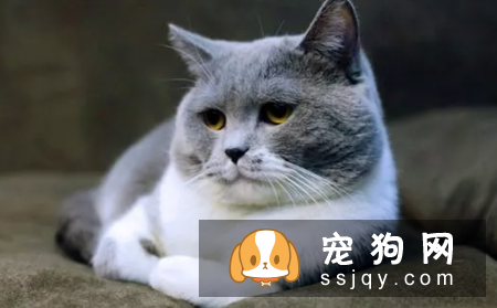 宠物太胖，应该如何控制体重？
