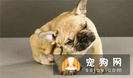 如何判断体外寄生虫?-家居装修问答