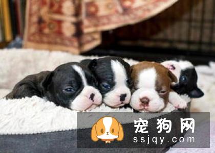 为什么要给狗狗玩漏食球，狗狗应该如何使用漏食球