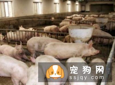 狗狗为什么会得红眼病，该怎么治疗