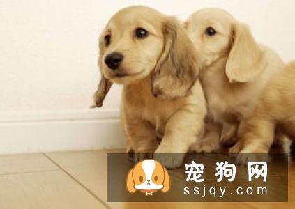 从狗狗尿液颜色看狗狗水喝的够不够！