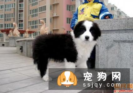 宠主怎样饲养边牧才是正确的
