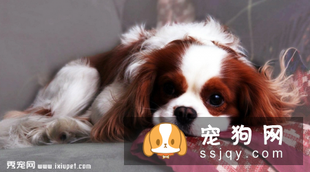 狗狗发烧的症状