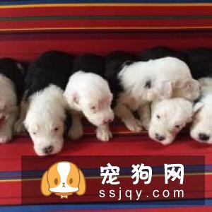 幼犬吃成犬粮会怎么样? 幼犬应该吃怎样的食物?