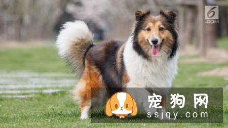 不会说话的狗狗，看懂这些肢体语言你就懂了