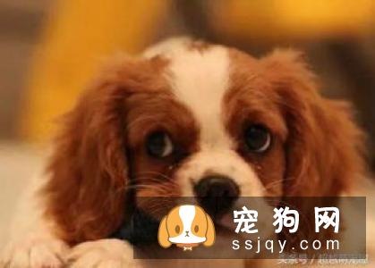 爱尔兰猎狼犬图片_爱尔兰猎狼犬多少钱