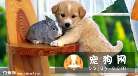 哈多利系博美犬多少钱,价格怎样,不懂挑选怎么破?