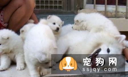 萨摩耶幼犬饲养小技巧