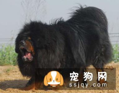 马士提夫犬多少钱一只，好不好训练？