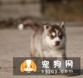 意大利扭玻利顿犬的缺点及外形特征_训练_价格