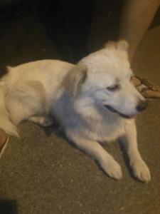 坎高犬智商高吗,多少钱一只？