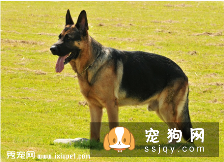 猎犬排名之德国牧羊犬的介绍与其饲养办法