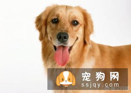 狗狗难产有什么表现，狗狗难产怎么办？