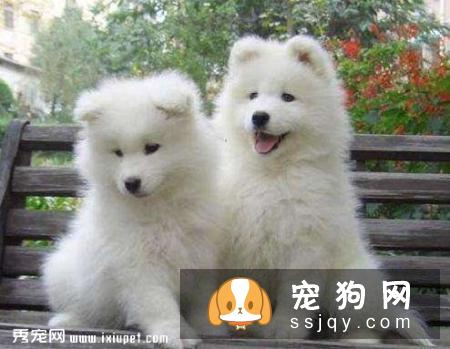 萨摩耶幼犬饲养小技巧