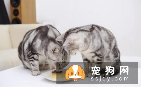 什么狗最好养?正确的养狗办法有哪些?