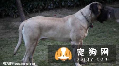 马士提夫犬多少钱一只，好不好训练？