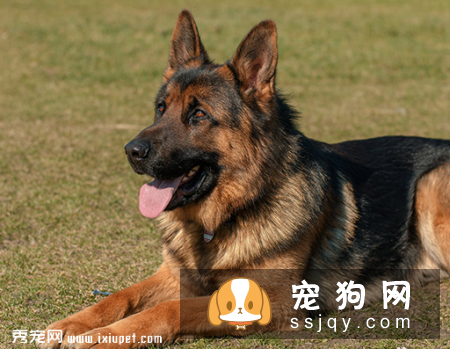 狗狗不出汗能散热吗？狗狗可以吹风扇散热吗？