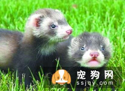 吉娃娃饲养不宜太胖