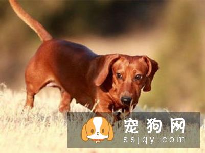 腊肠犬饲养要点有哪些？