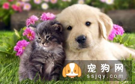 在养狗之前先了解这些，让狗狗成为训练有素的好狗