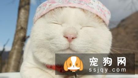 雪纳瑞为什么会呕吐？雪纳瑞呕吐应该怎么办？