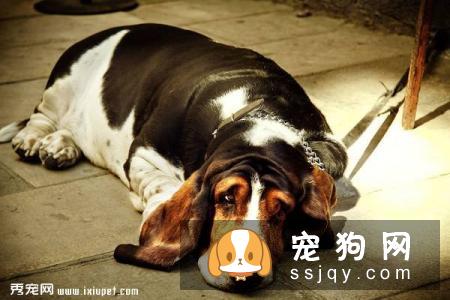 当狗狗老了，要注意他们的饮食