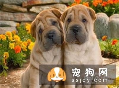 夏季狗狗打架不幸咬伤怎么处理？