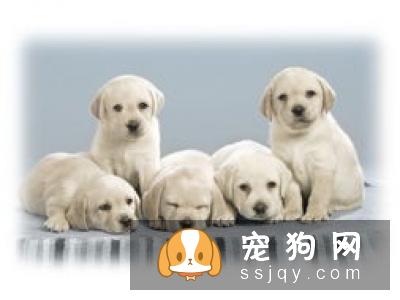 新斯科舍猎鸭寻猎犬好养吗，怎么训练|图片|价格