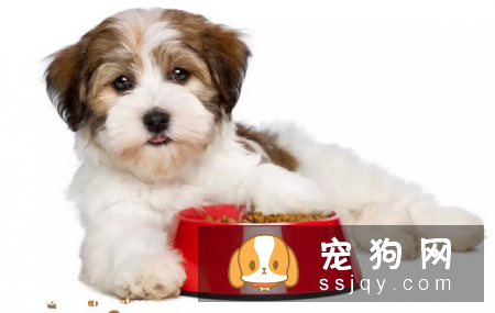 狗狗在多大的时候接受训练最有效