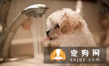 宠物洗澡也要有一个好环境