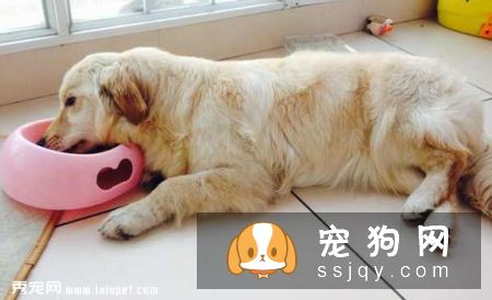 犬瘟热潜伏期症状_犬瘟热潜伏期多久