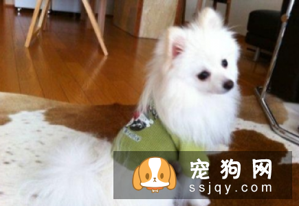 博美犬怎么训练 正规训练博美犬的方法