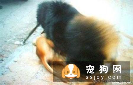 世界最凶猛的犬之美国比特犬