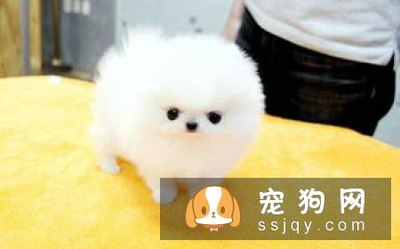 博美犬不能吃什么,博美犬可以吃什么,怎么喂？