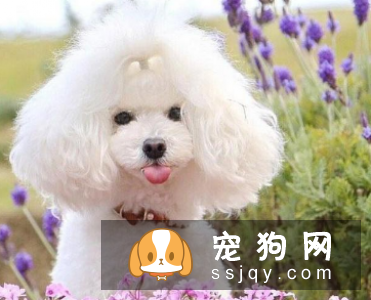 泰迪狗狗造型如何做? 泰迪狗狗造型教程!