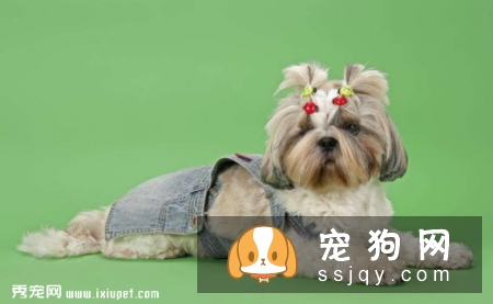 宠物的生理功能你知道多少？养宠人士了解一下！