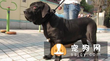 巴西獒犬好养吗,有什么特征_图片
