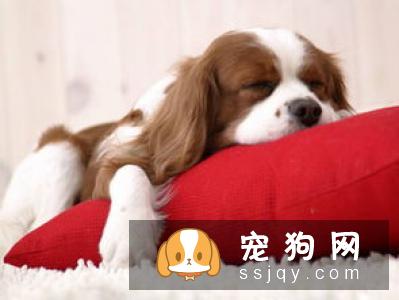 狗狗喜欢乱叫是怎么回事? 如何训练狗不乱叫?