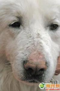 苏格兰牧羊犬皮肤过敏怎么办？