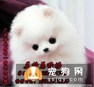 马士提夫犬多少钱一只，好不好训练？