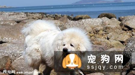 雪獒多少钱,好养吗?雪獒图片|价格|训练